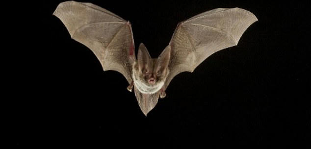 An 11-year-old boy has died after he was exposed through skin to skin contact to a bat carrying rabies