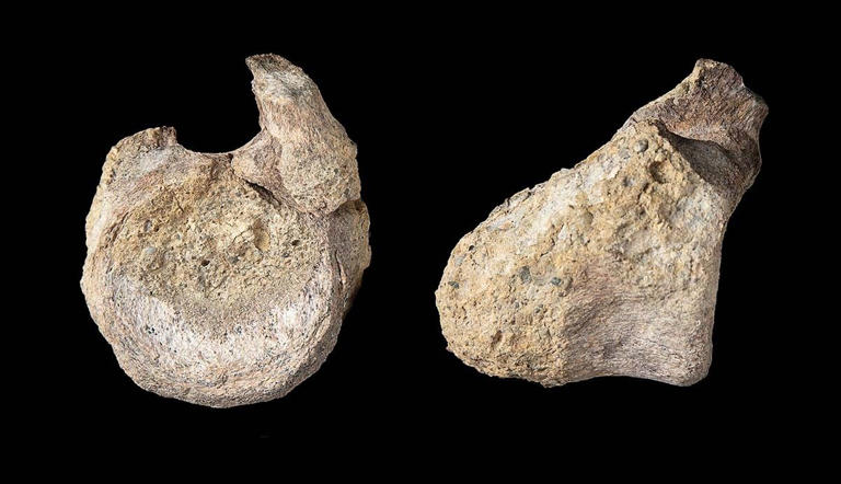 A fossil from Antarctica sat in a drawer for 40 years. It turned out to
