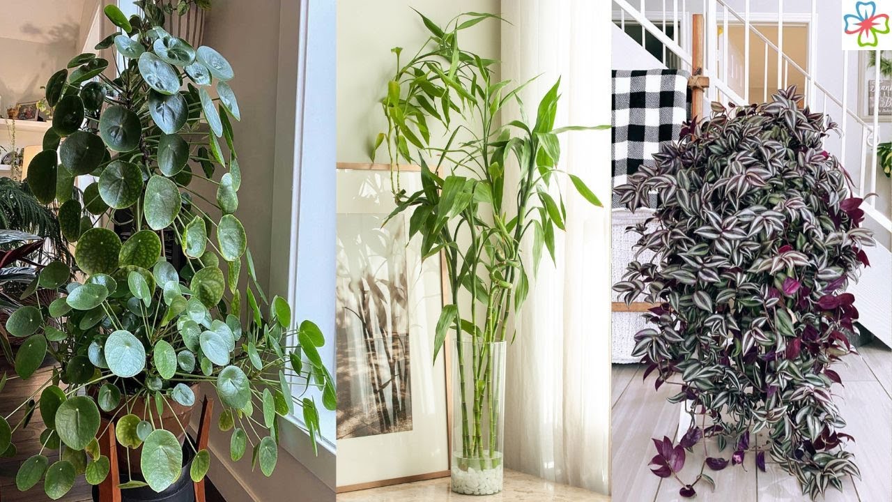 best-indoor-plants-for-beginners-and-busy-plant-lovers