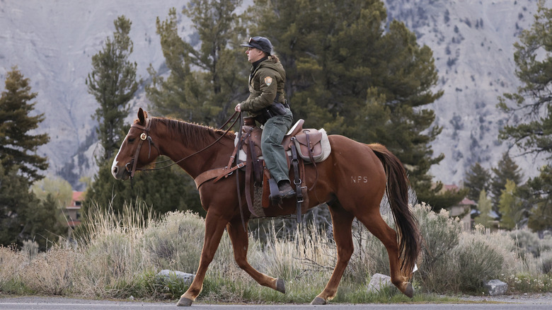 Rangers patrol even more of Yellowstone National Park than you think
