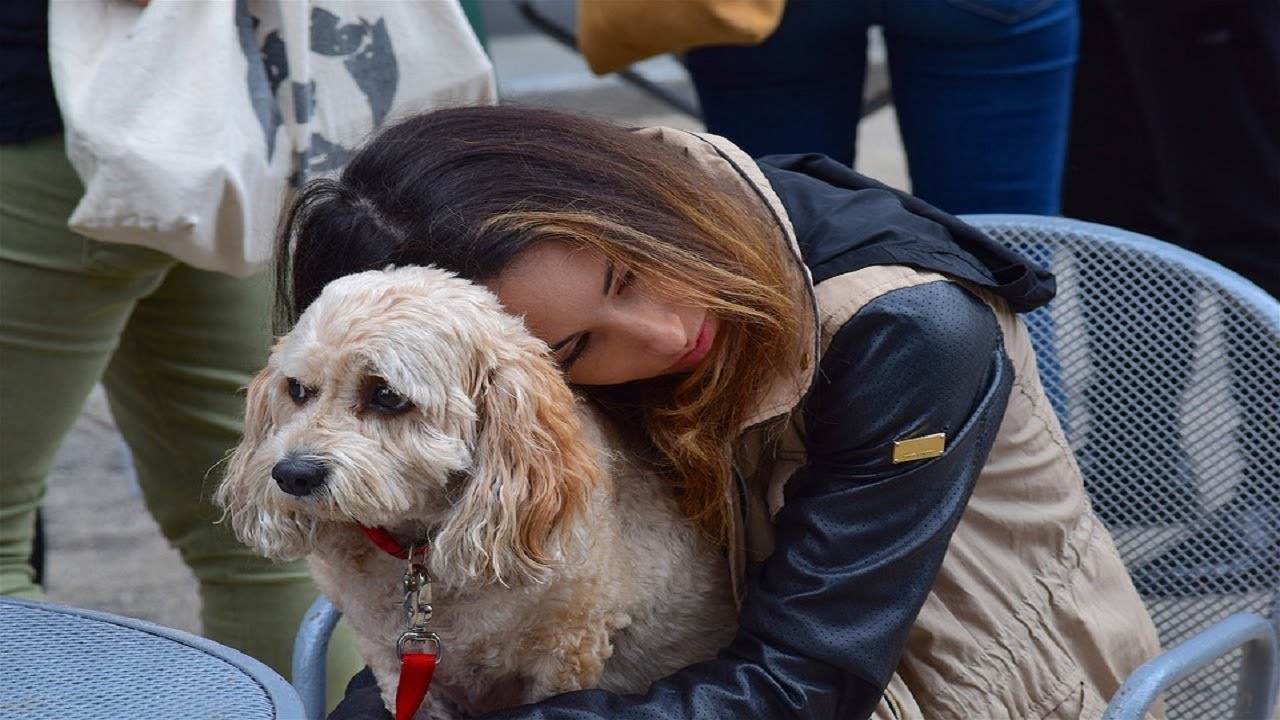 Experts have revealed why you should never hug your dog