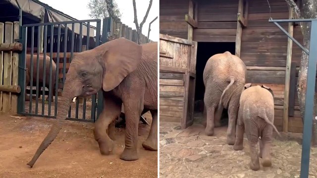 Heartwarming video shows rescued elephant making sure new calf gets ...