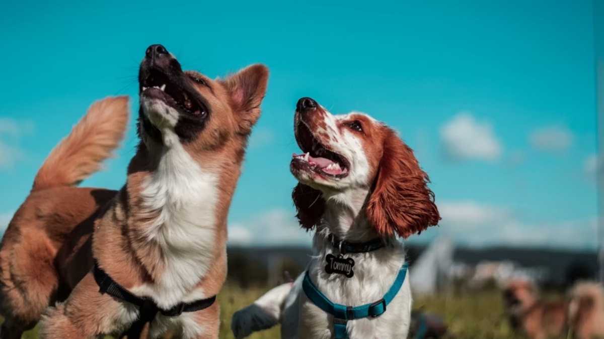 is-your-dog-s-name-on-this-list-the-6-most-overused-dog-names