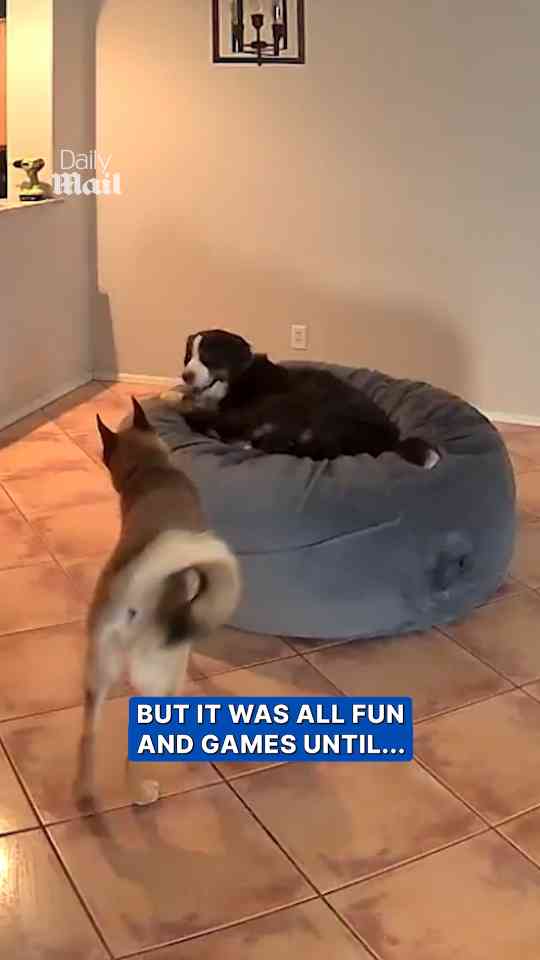 Dogs turn living room into fluffy mess after tearing open bean bag