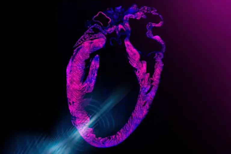 No implant, no surgery: this revolutionary heart patch could save lives