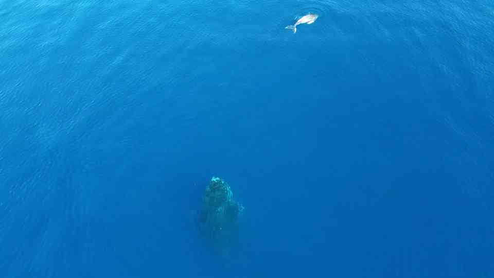 Watch a 40-ton humpback whale rise straight out of the water
