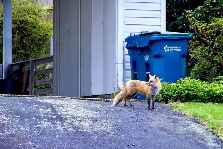 Why Foxes Keep Showing Up in Your Yard (And What Experts Say to Do ...