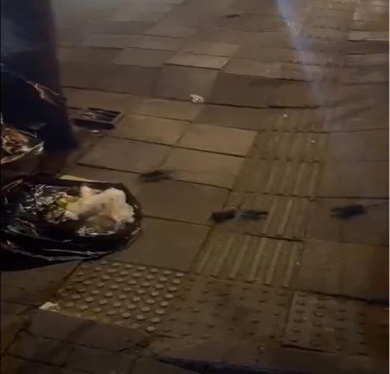 Denuncian invasión de ratas en inmediaciones del Parque de la 93: estos ...