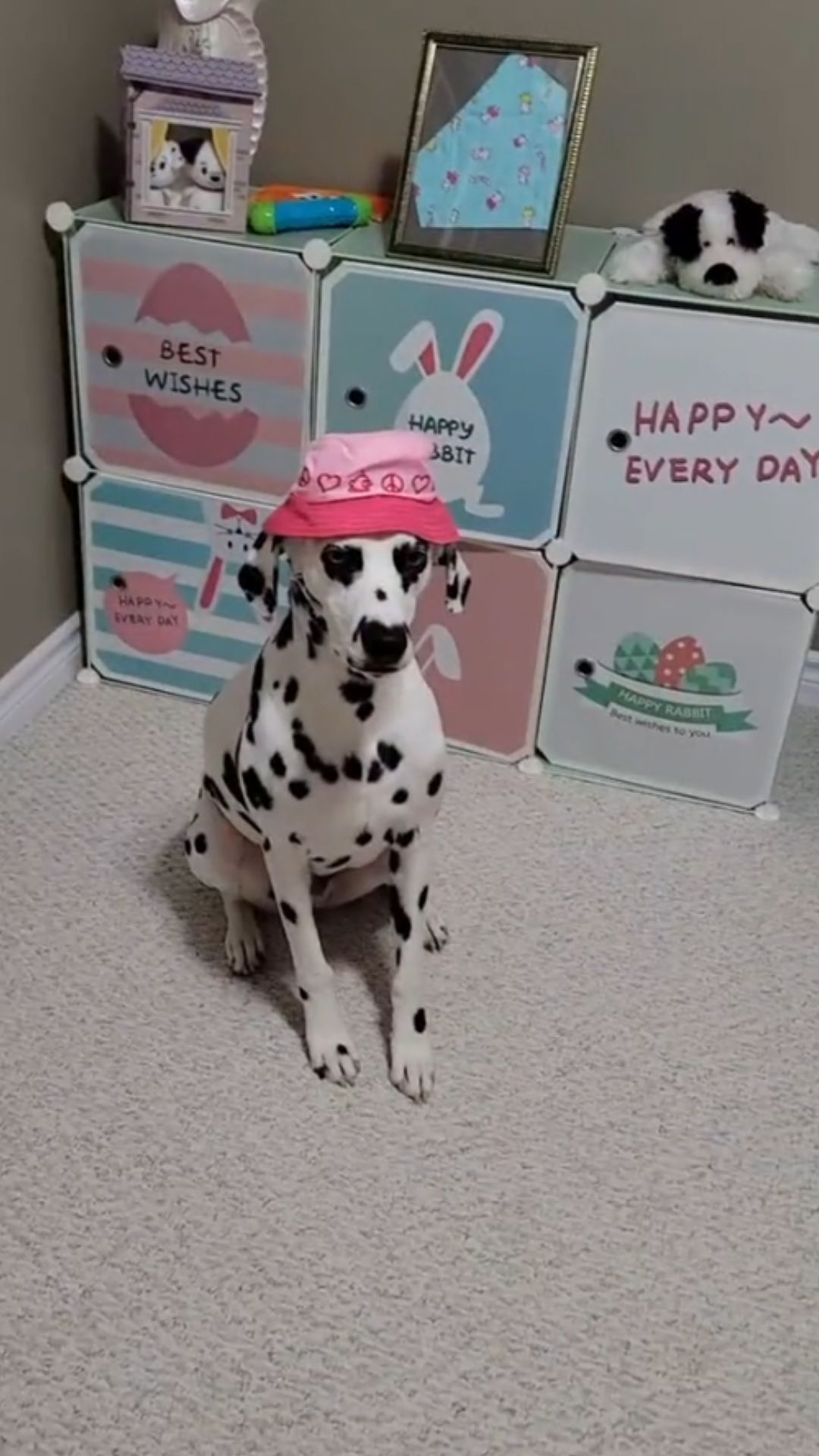 Dalmatian wearing pink hat steals attention