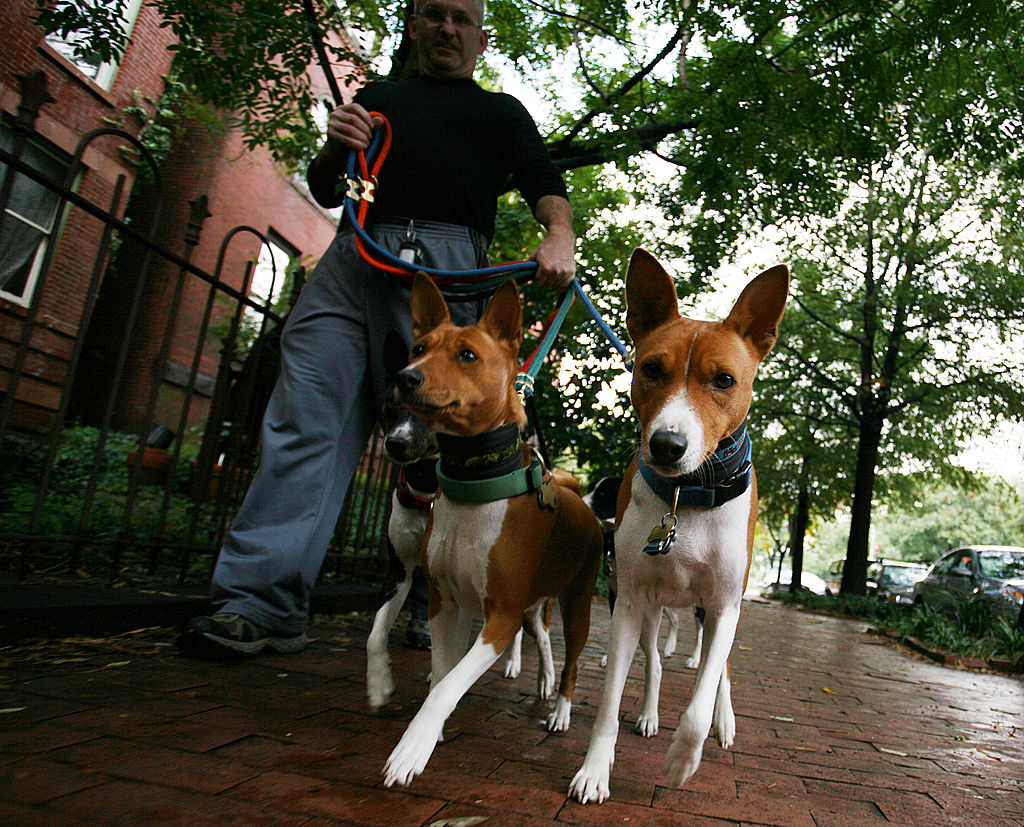 Velcro dogs guidance 2026: These are the 20 most and least sticky ...