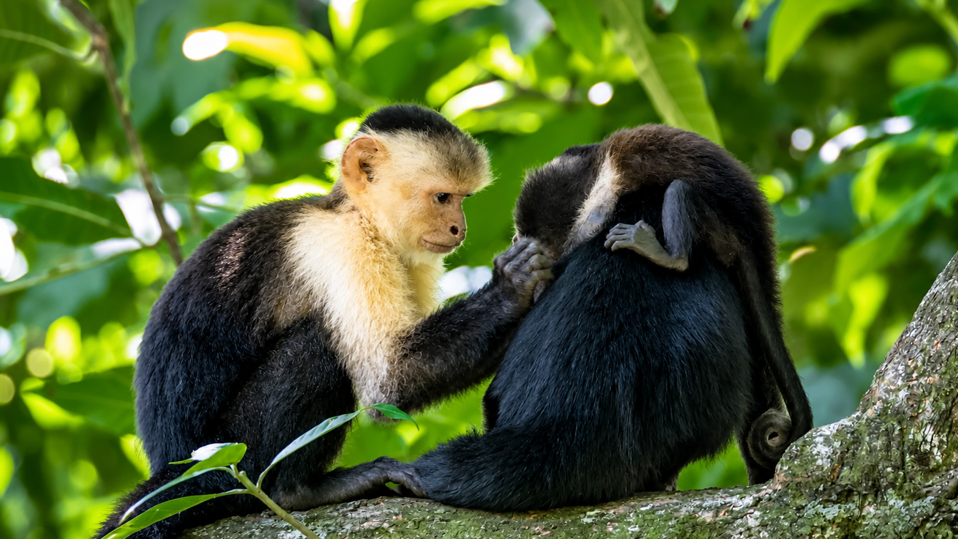 Una familia de la selva viviendo en lo alto de los árboles