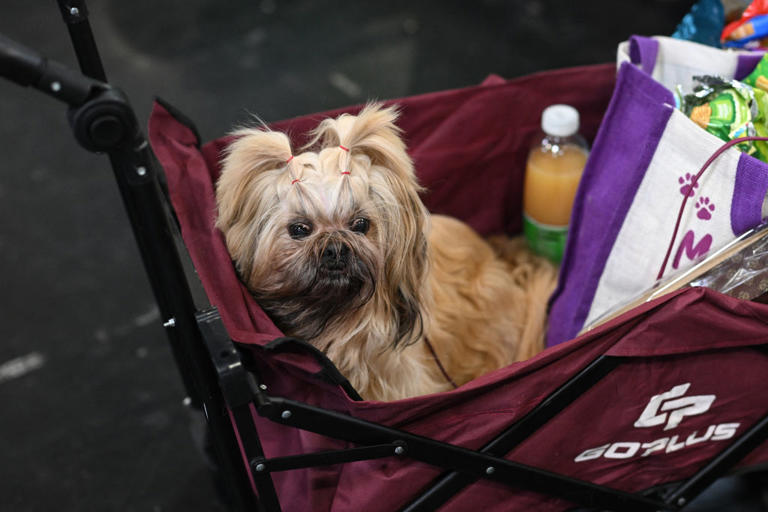 Velcro dogs guidance 2026: These are the 20 most and least sticky ...