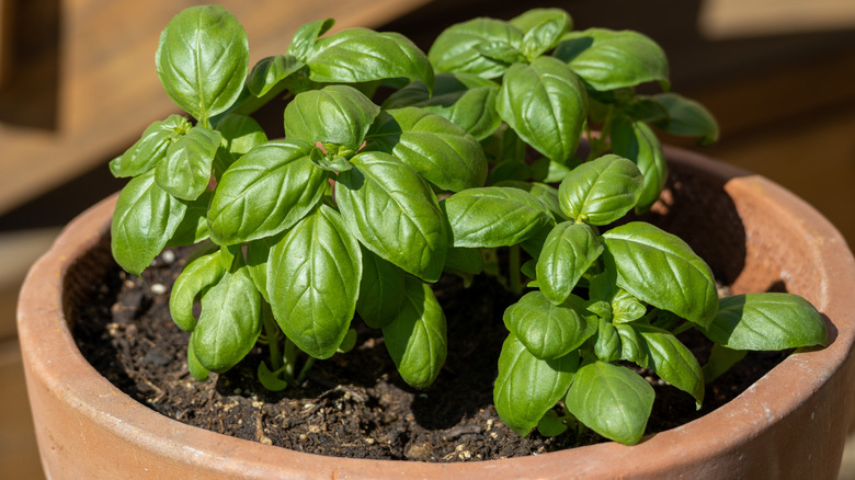 How to grow basil so you have a never-ending supply fresh from the garden