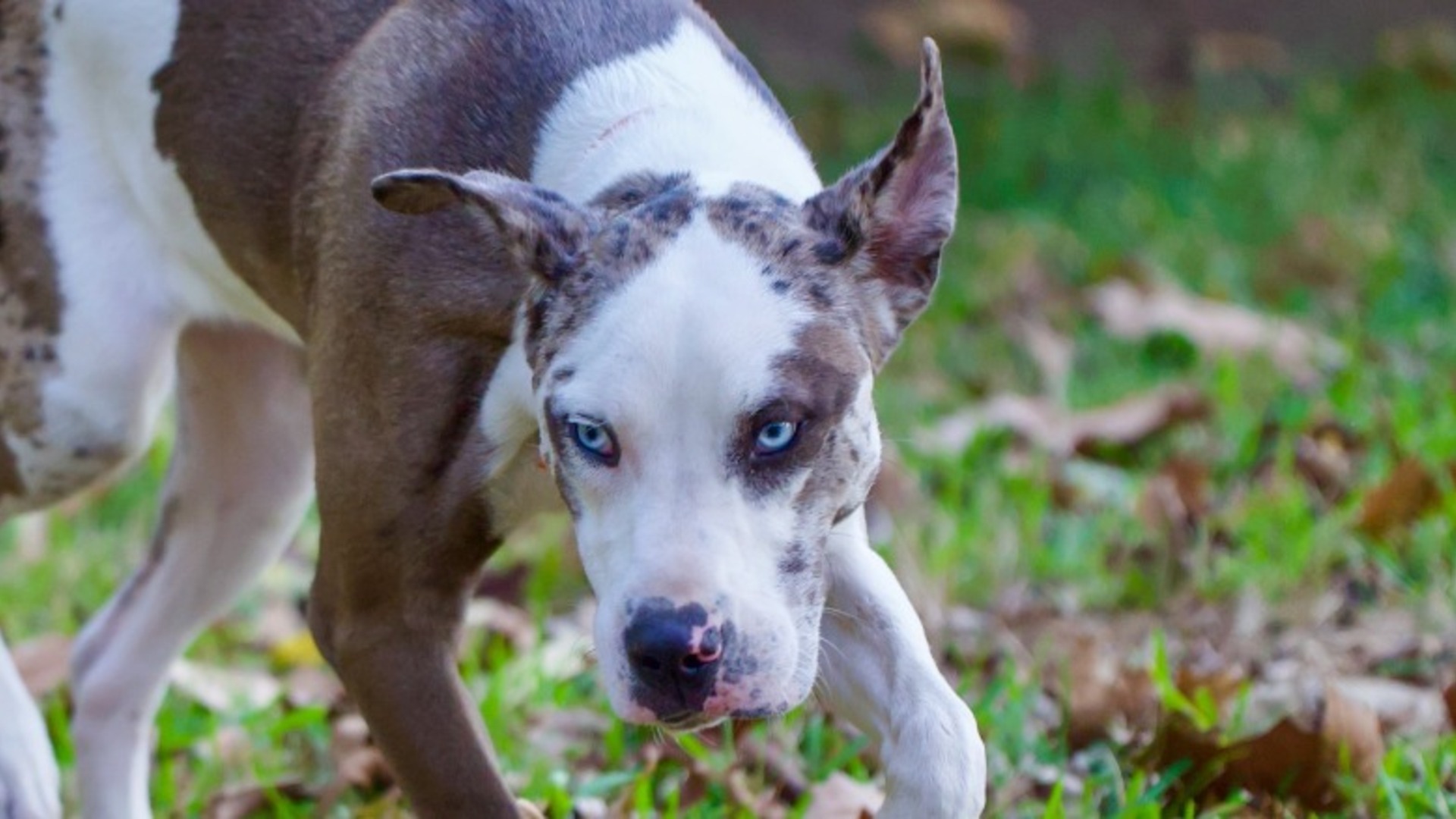 Gorgeous dog breeds known for their bright blue eyes