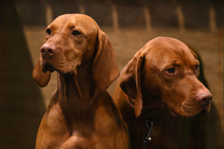 Velcro dogs guidance 2026: These are the 20 most and least sticky ...