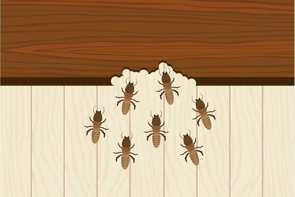 6. Evidence of Termite or Pest Structural Damage (insightpest, Flickr, CC BY-SA 2.0)