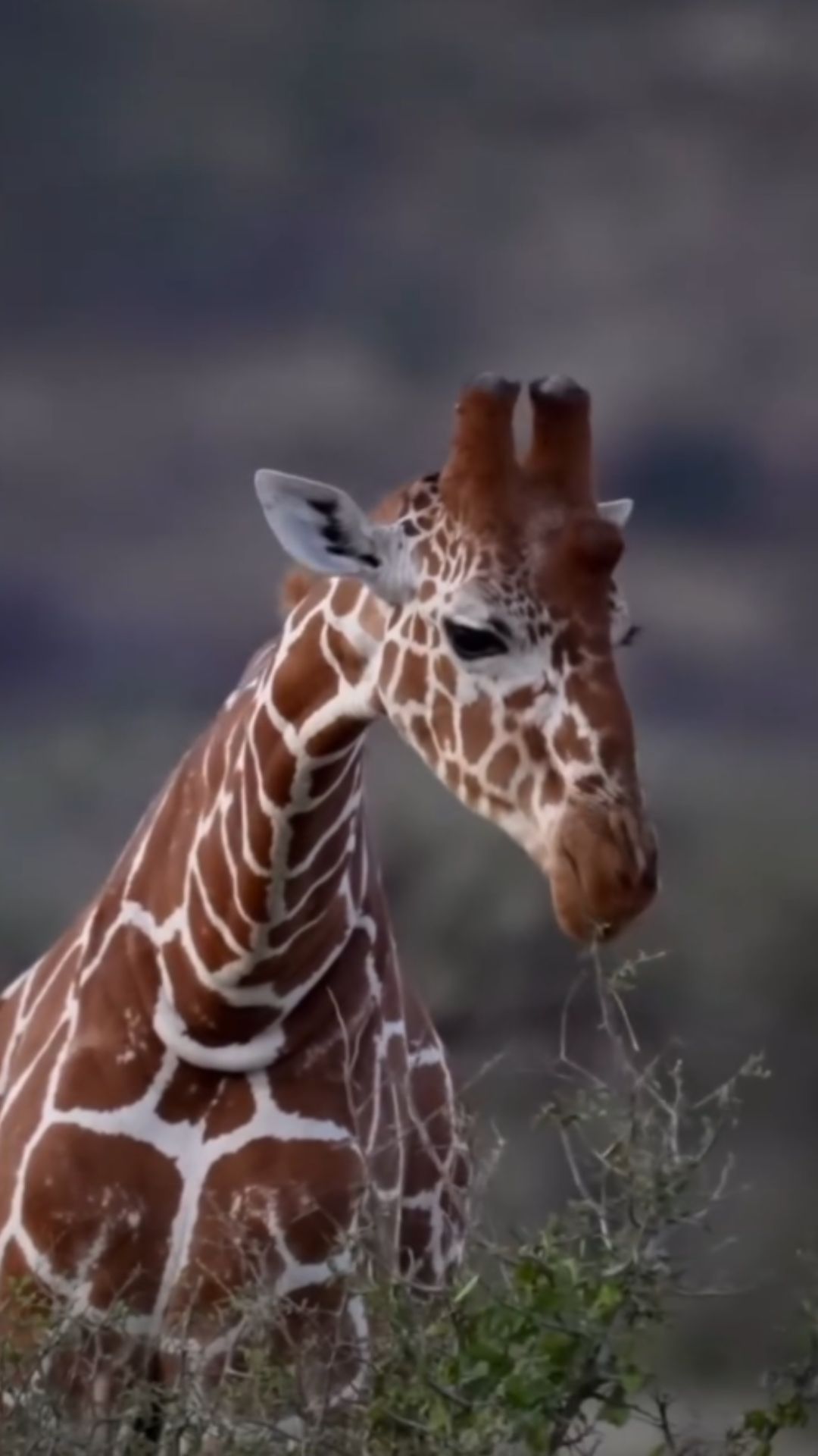 Giraffe Food Intake Facts About Their Daily Eating Routine