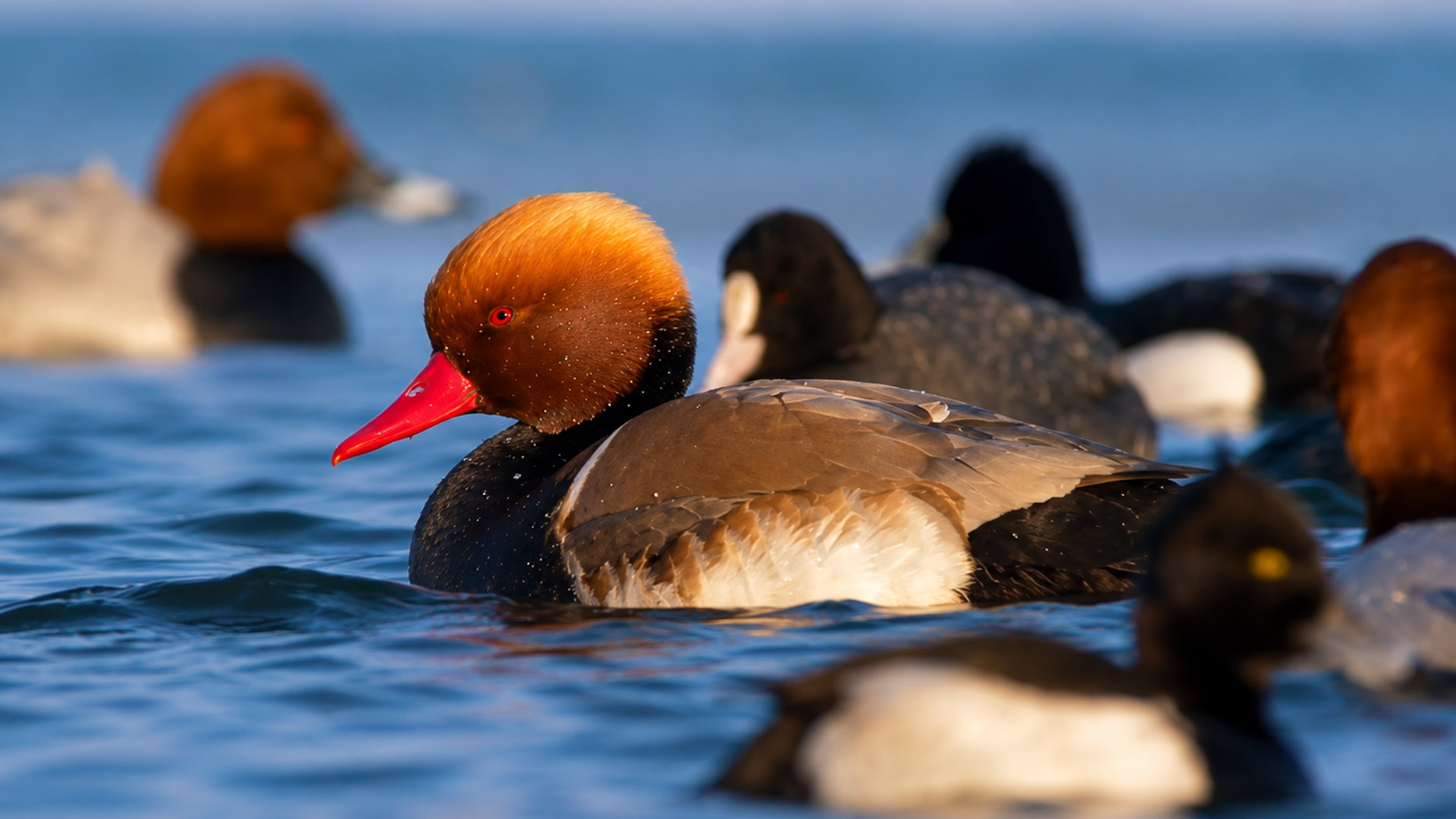 Wildlife camera records a flock of red-crested pochards on the lake
