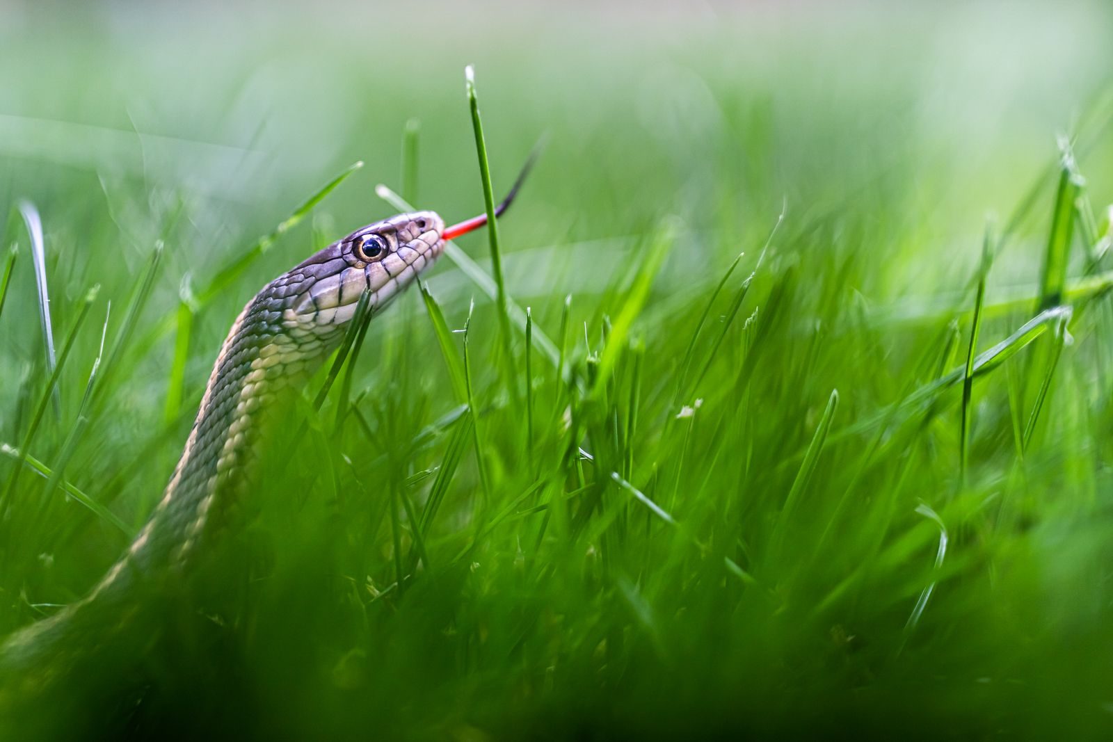 8 garden hacks to avoid the plants that secretly attract snakes to your ...