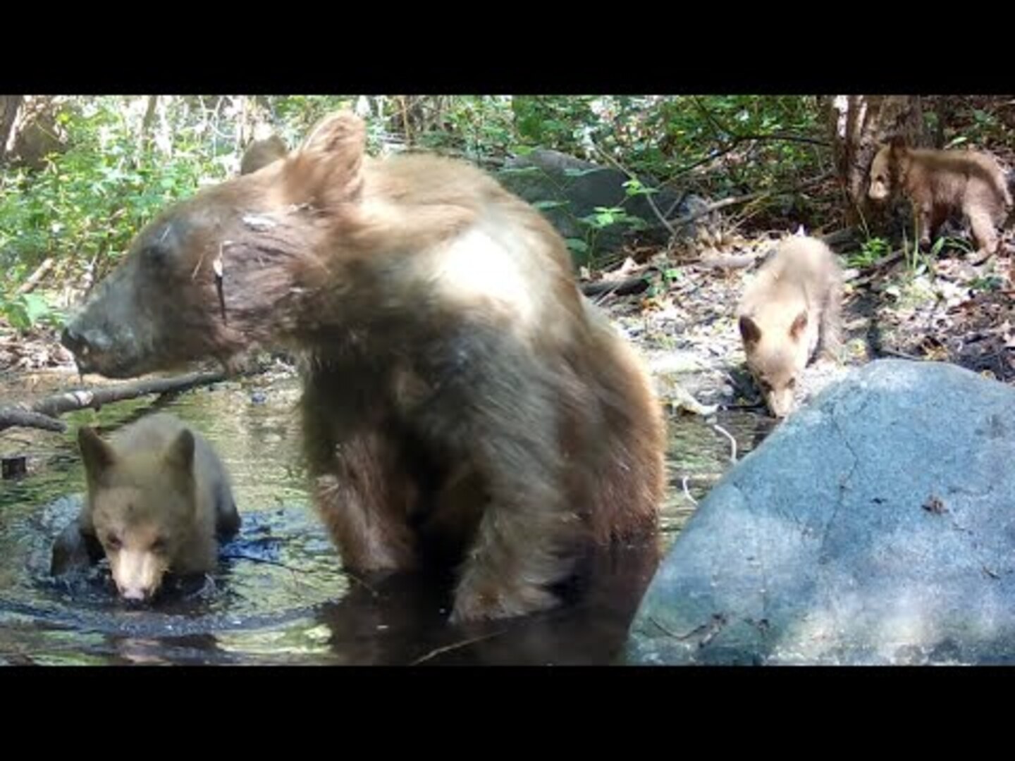 Mother bear and three cubs hang out by water