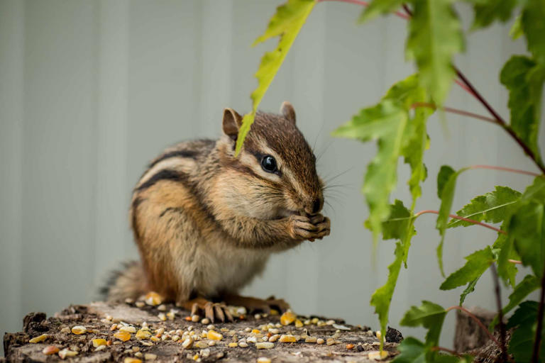 How to keep chipmunks from nesting in your house
