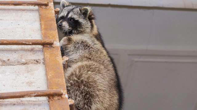 Lessons interrupted after Washington DC teachers hear raccoons ...