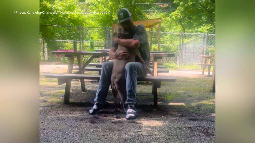 Watch the emotional moment a dog whose owner died in a crash is ...