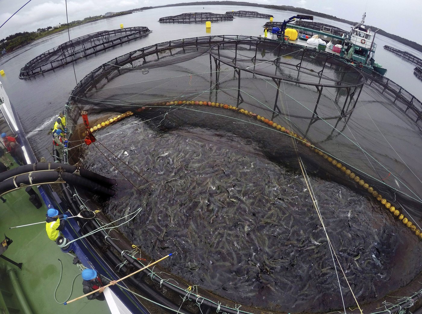Cooke Acquires Salmon Farms Across Atlantic Canada