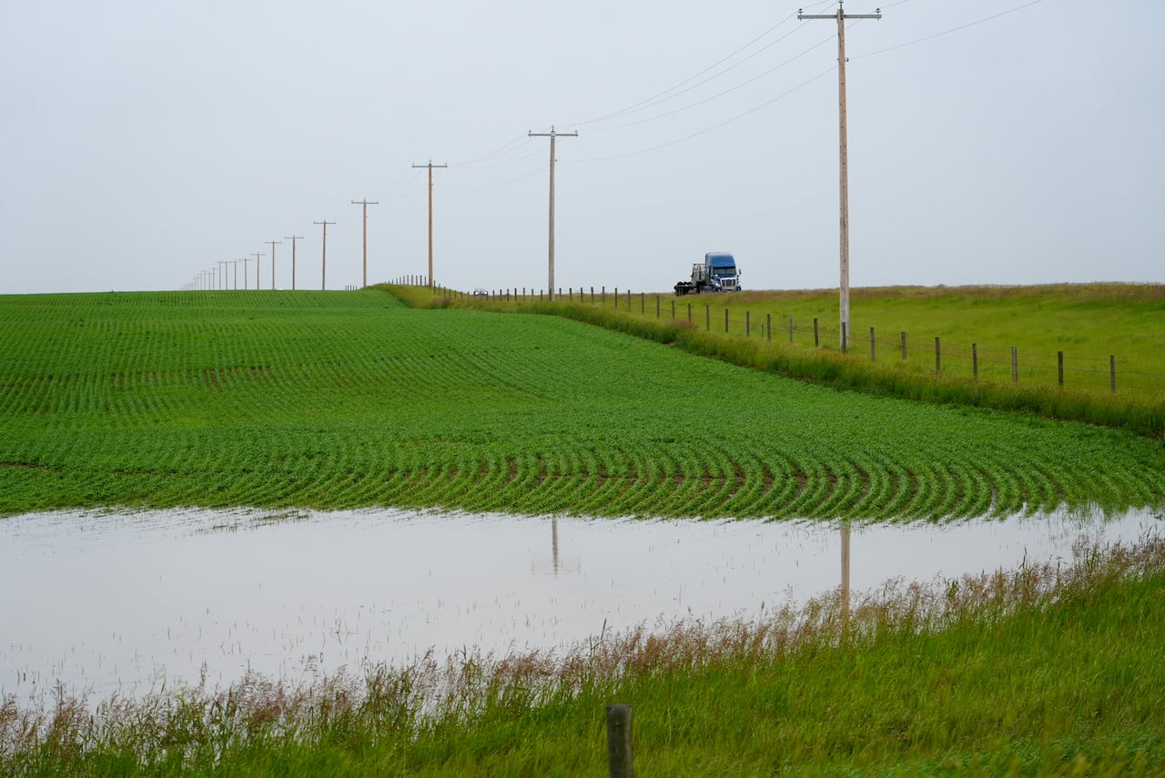 June rain soaks southern Alberta crops and pasture