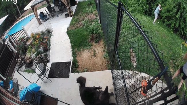Shocking moment falling tree narrowly misses dog during failed backyard DIY