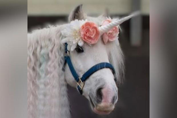 Unicorn Day to bring magical fun to North East riding centre for disabled