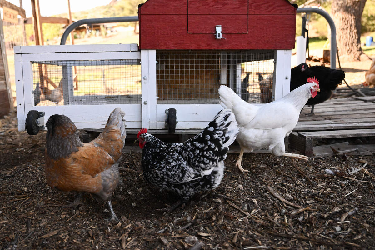 Backyard chickens are now America's third most common pet. Here's how ...