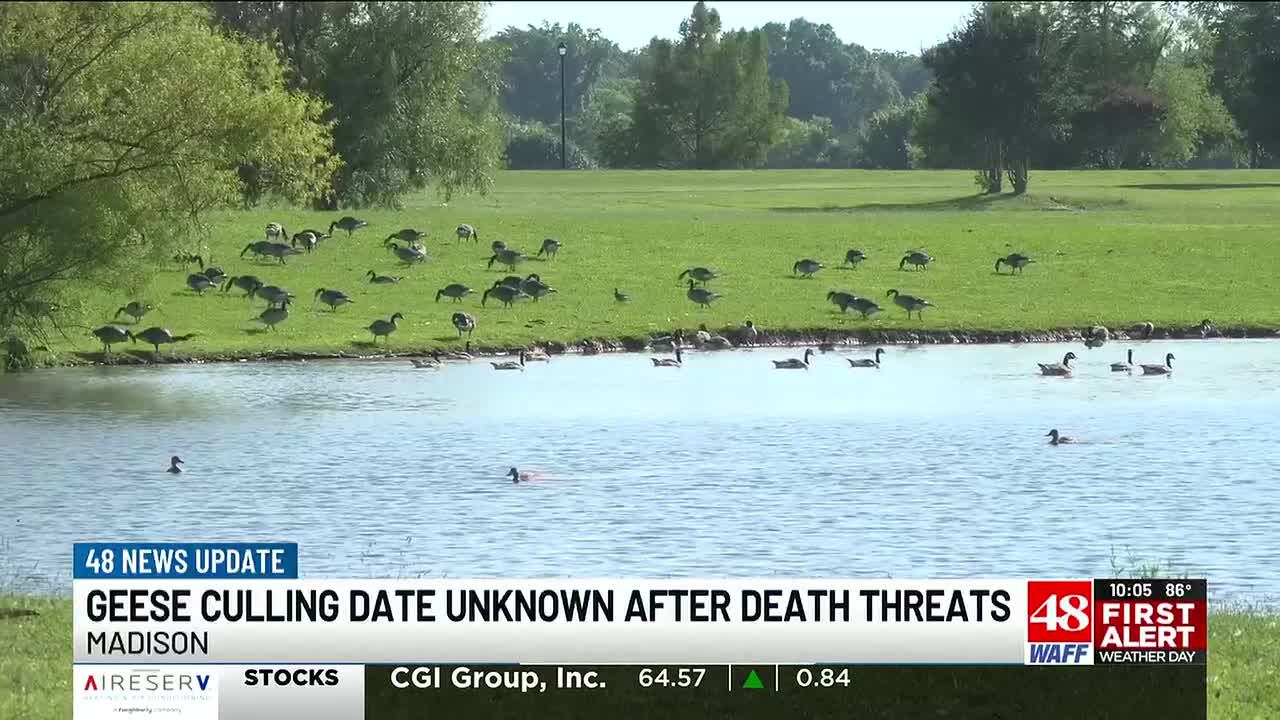 Madison geese culling date unknown after death threats against HOA; FBI ...