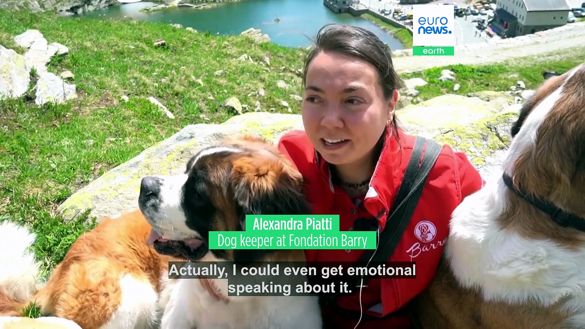 Legendary St. Bernard rescue dogs still roam the Swiss Alps