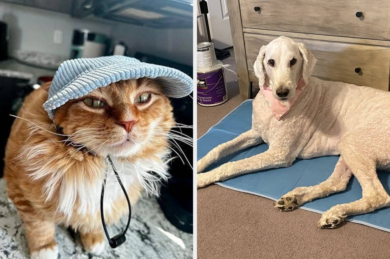 Pet owners say these 27 products work for both dogs and cats