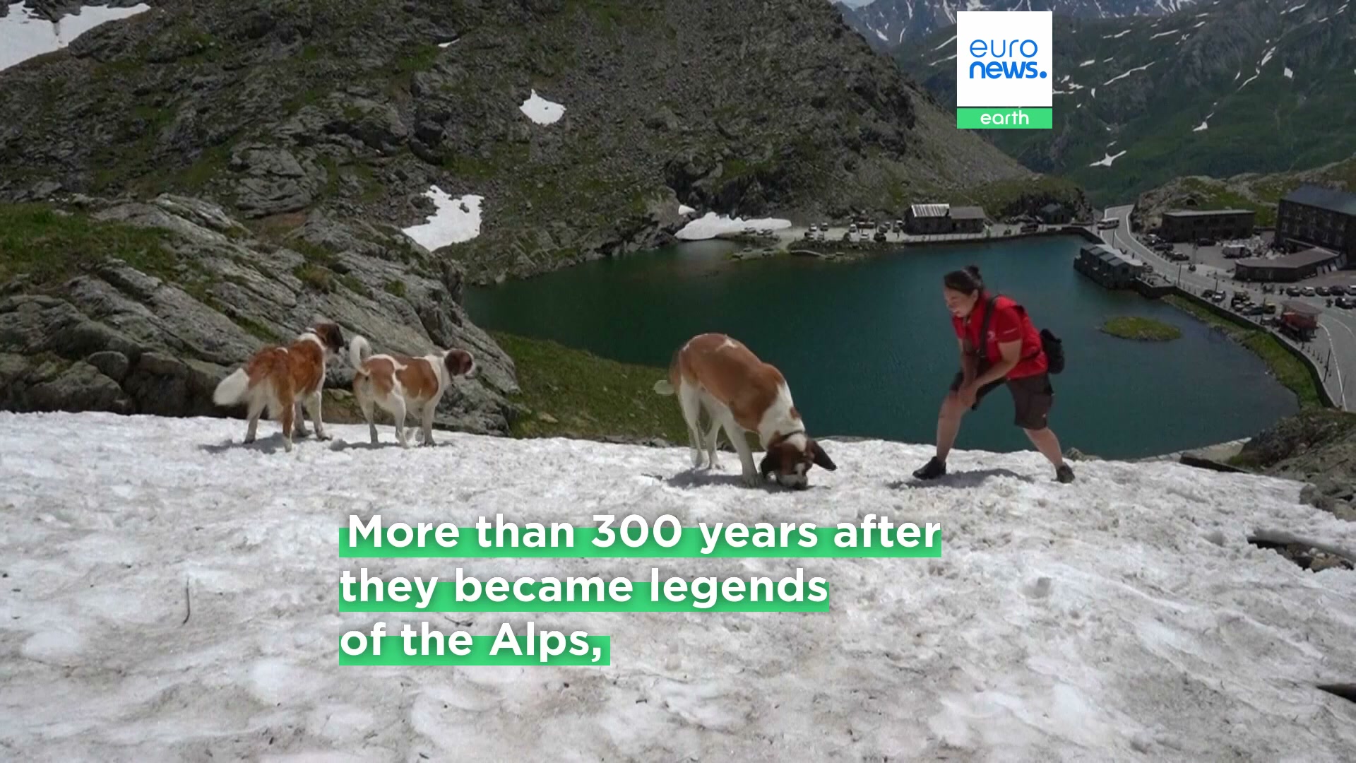 Legendary St. Bernard rescue dogs still roam the Swiss Alps