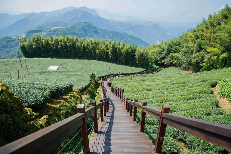 從森林走到餐桌 石棹步道群推茶香療癒旅行