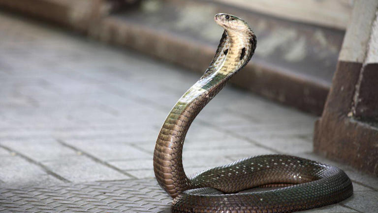 Where snakes are worshipped: 10 sacred and mysterious snake temples of ...
