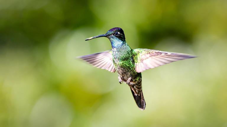Not pentas: The bushy purple annual flower hummingbirds can't resist