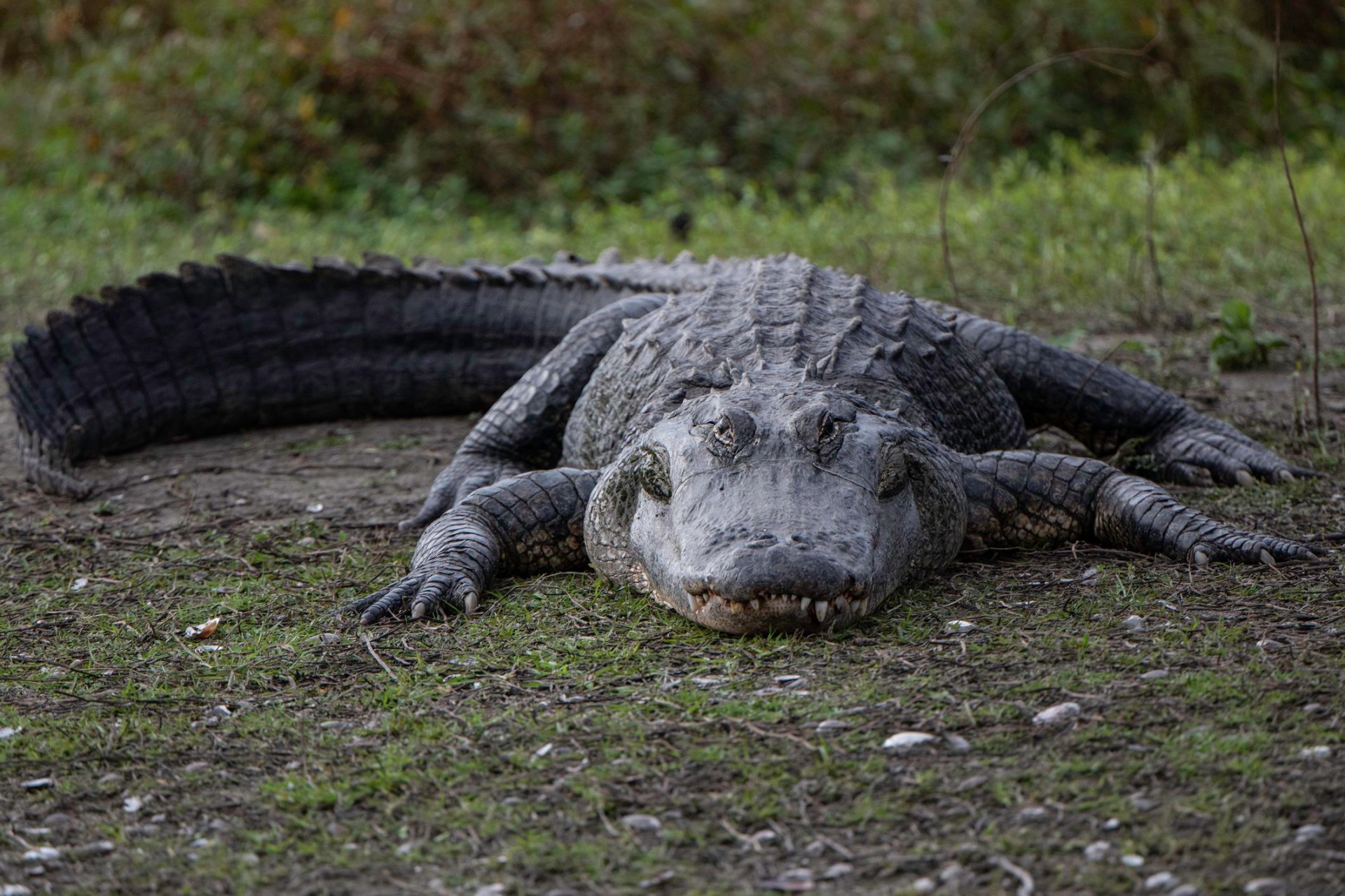 front view of a very fat alligator sitting on the bank and sunning while wearing a smile