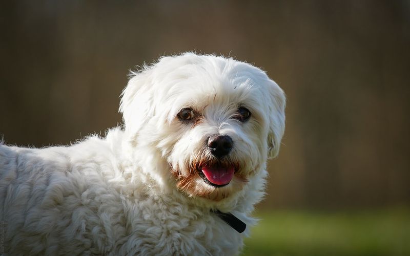 A Maltese may steal your heart - but these 10 realities come with the package 6