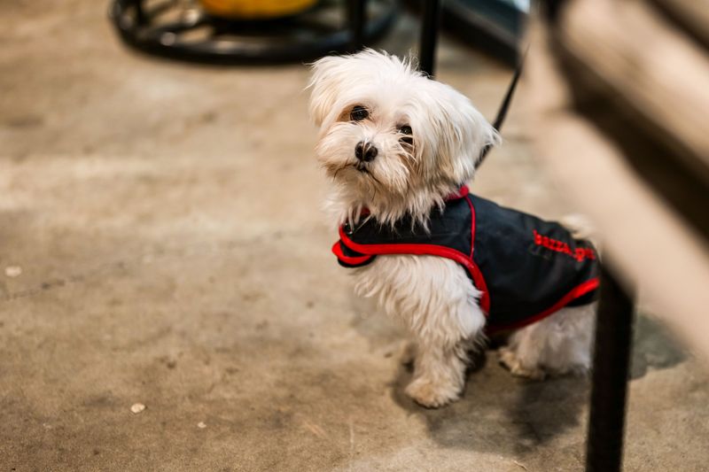 A Maltese may steal your heart - but these 10 realities come with the package 9