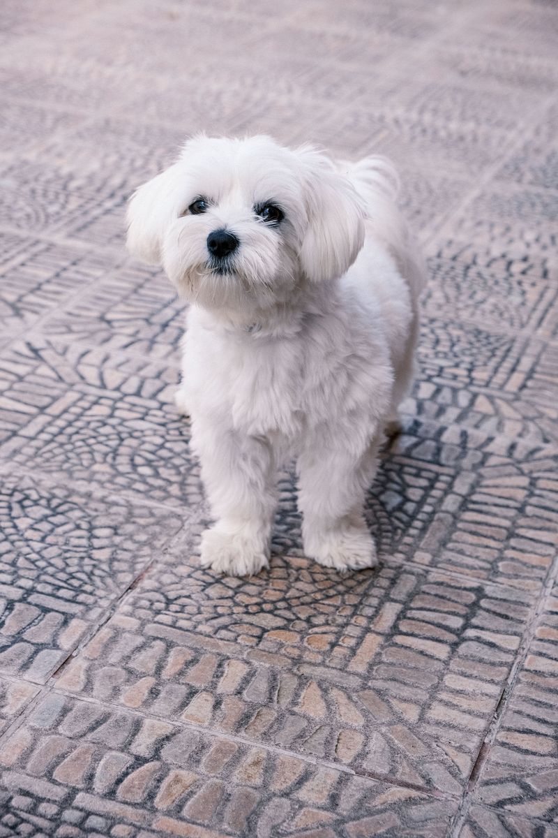 A Maltese may steal your heart - but these 10 realities come with the package 4