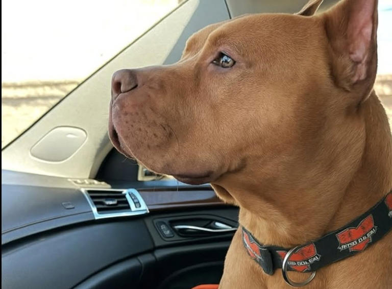 Pitbull adottato dopo la perdita di Diesel: il vecchio collare diventa ...