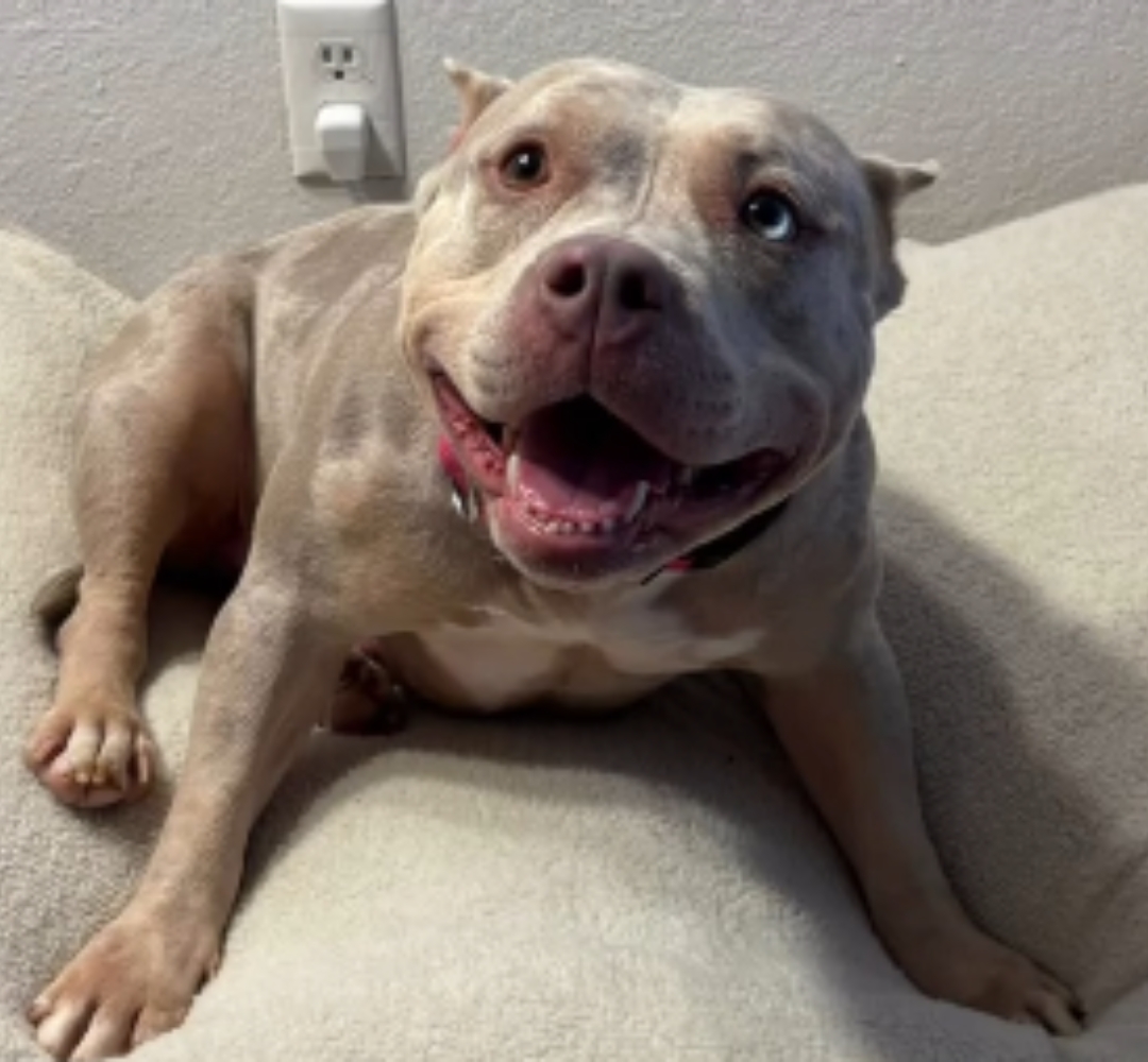 What a foster fail can teach shelter dog adopters