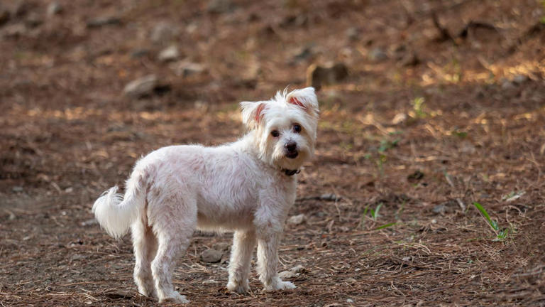 Yorkie barks at sheep and immediately learns who really runs the farm