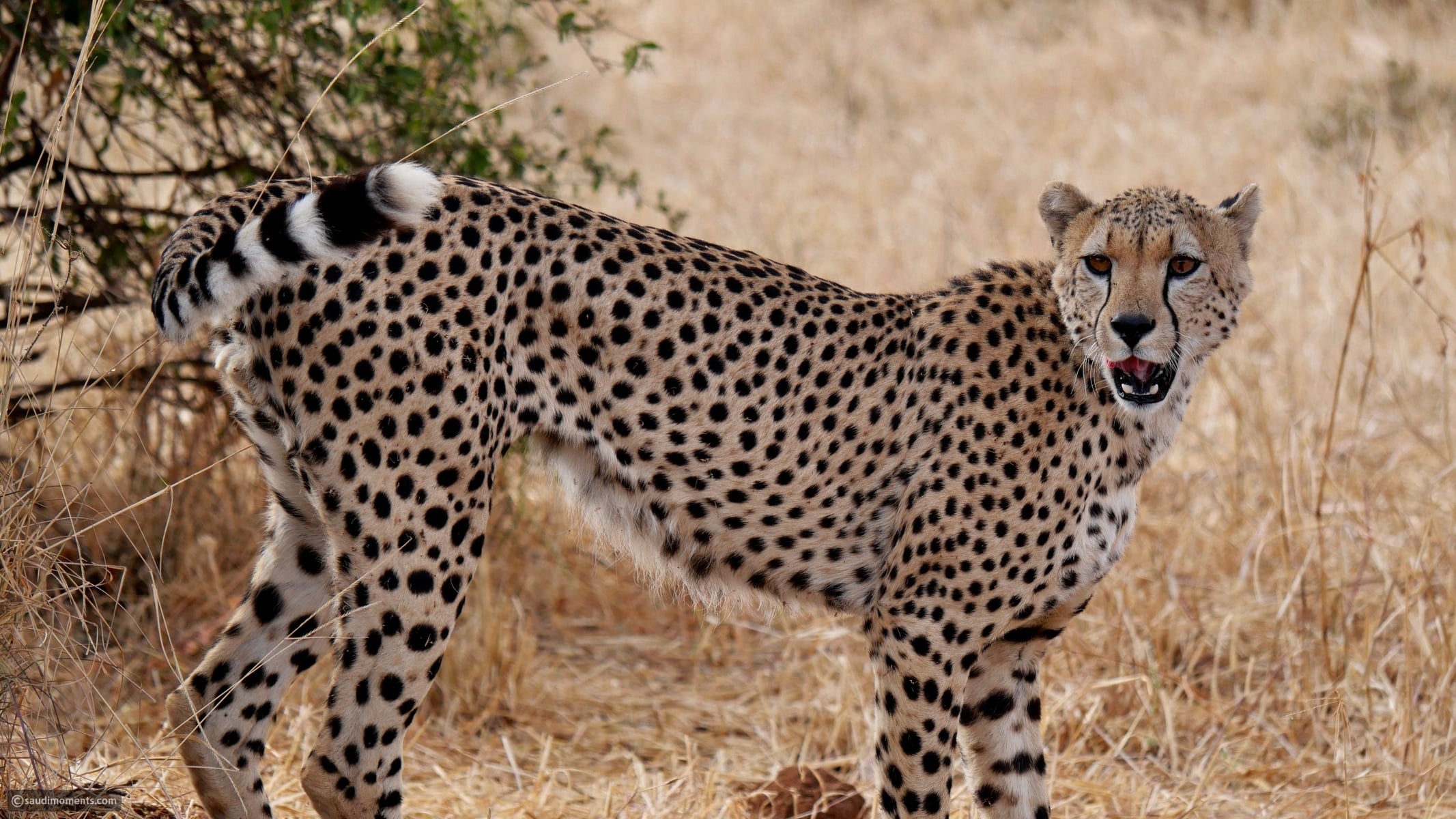 physical-traits-that-drive-the-cheetah-s-record-breaking-runs