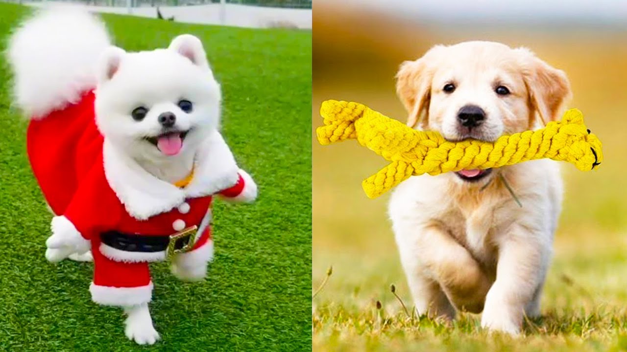 Santa paws meets the rope carrying golden pup