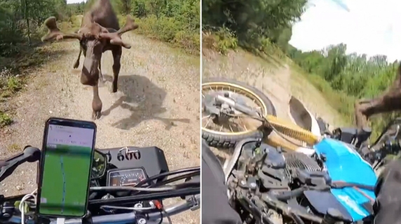 Alce attacca un motociclista in Canada: il video dell'aggressione ...