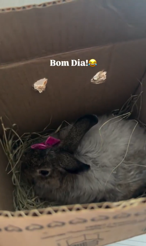 Ana Castela ganha coelha de fãs e presente divide opiniões nas redes